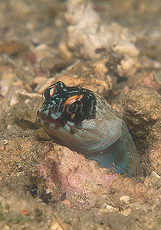 Jawfish, Gold Spec Jawfish 03a