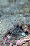 Jawfish, Gold Spec Jawfish 05, hatching out babies 080203