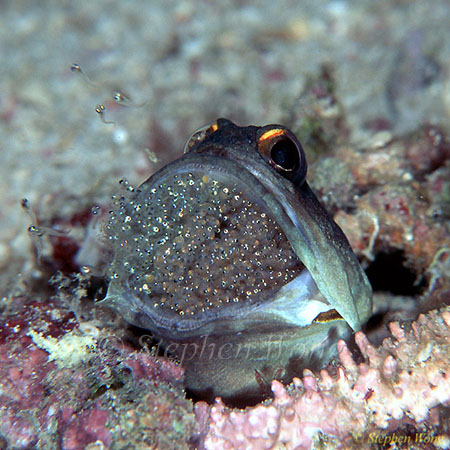 Jawfish, Gold Spec Jawfish 06b, hatching out babies 080203