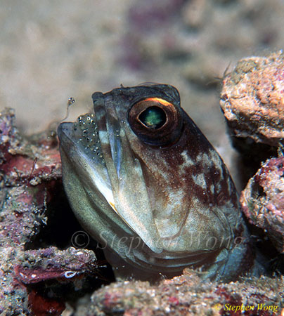 Jawfish, Gold Spec Jawfish 07, hatching out babies 080203