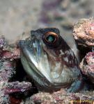 Jawfish, Gold Spec Jawfish 07, hatching out babies 080203