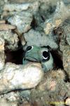 Jawfish, Ring-eyed Jawfish 01a 080203