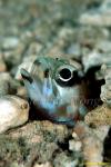 Jawfish, Ring-eyed Jawfish 02 080203