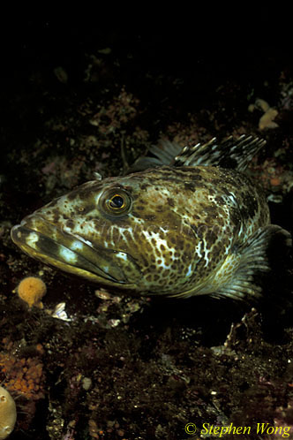 Lingcod 01, Van Is 110103