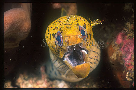 Moray Eel 01 Darkspotted & cleaner shrimp