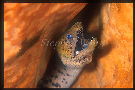 Moray Eel 02 Darkspotted