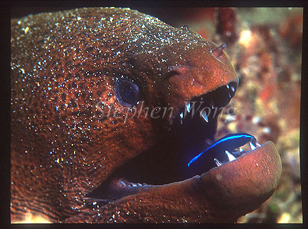 Moray Eel, 03 Yellow-margined, cleaning by Wrasse