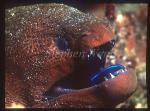 Moray Eel, 03 Yellow-margined, cleaning by Wrasse