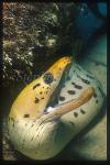 Moray Eel, 04 Darkspotted