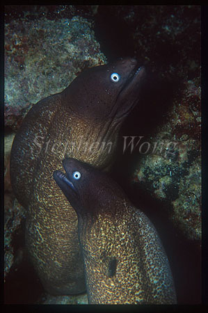 Moray Eel, 05 Pearl-eye pairing