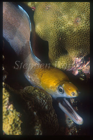 Moray Eel, 06