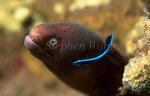 Moray Eel, 14, Pearl-eye, cleaning by Wrasse