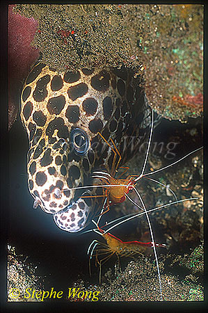 Moray Eel, 16 Honey Comb, cleaning by shrimp