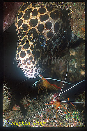 Moray Eel, 17 Honey Comb, cleaning by shrimp