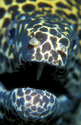 Moray Eel, 20 Honeycomb 030106