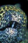 Moray Eel, 21 Honeycomb 030106