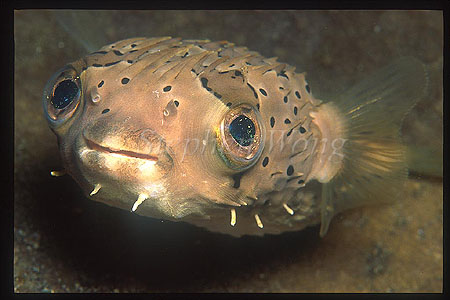 Pufferfish 02, Porcupine