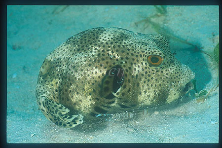 Pufferfish 04, Star, servicing by cleaner shrimps (gill & belly)