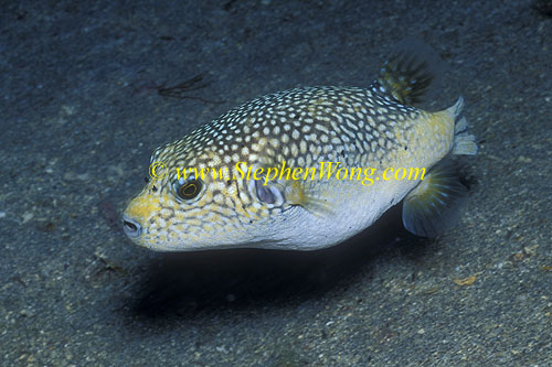 PUfferfish 08 Guinea Fowl 01tc Stephen WONG 060608