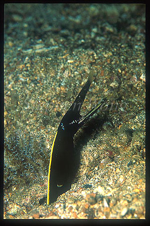 Ribbon Eel, 01 juvenile, cleaning by shrimp