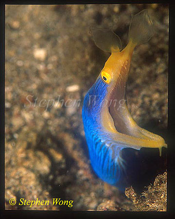 Ribbon Eel, 03 male