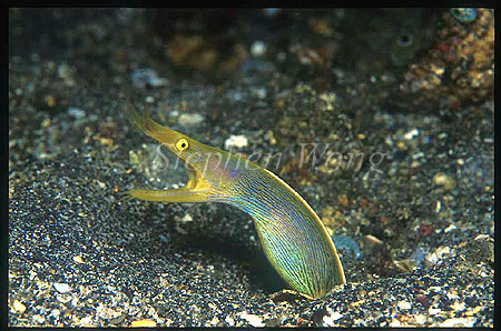 Ribbon Eel, 05 changing to female, yellow,Rhinomuraena quaesita