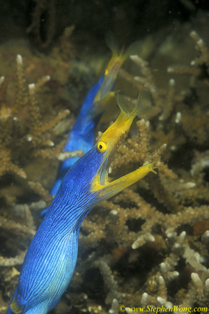 Ribbon Eel, 07 090106