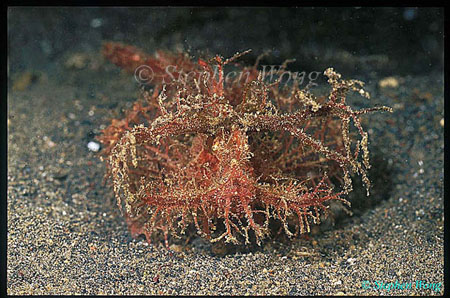 Scorpionfish, Ambon 01