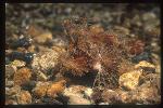 Scorpionfish, Ambon 02