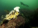 Scorpionfish, China Rockfish 01, Vancouver Is 110103