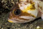 Scorpionfish, Copper Rockfish 01 eating shrimp, Van Is 110103