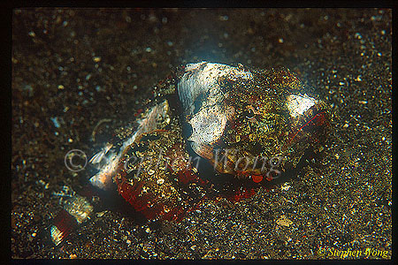 Scorpionfish, Humpback 02