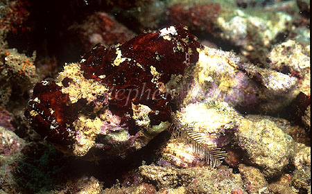 Scorpionfish, Humpback 03