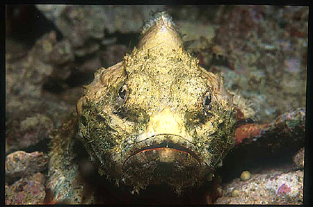 Scorpionfish, Humpback 04, Flasher, S.macrochir