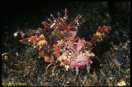 Scorpionfish, Inimicus Sea Goblin 01