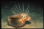 Scorpionfish, Lionfish, Blackfin (rare) 02, note the distinctive forked tail