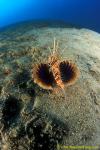 Scorpionfish, Lionfish, Blackfin (rare) 03 or Gunard Lionfish 090106