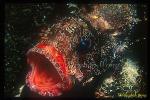 Scorpionfish, Lionfish, Dwarf 01