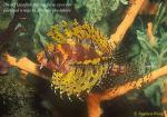 Scorpionfish, Lionfish, Dwarf 02 (rare yellow variant)