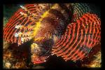 Scorpionfish, Lionfish, Dwarf 03