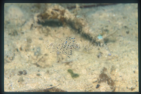 Scorpionfish, Lionfish, Dwarf 06 baby 8mm