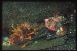 Scorpionfish, Lionfish, Dwarf 10, 2 different colors