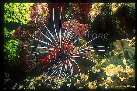 Scorpionfish, Lionfish, Radiata 01