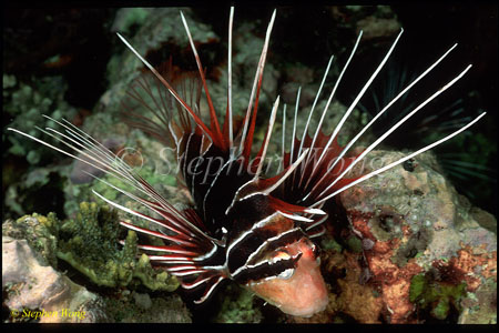 Scorpionfish, Lionfish, Radiata 02 080103