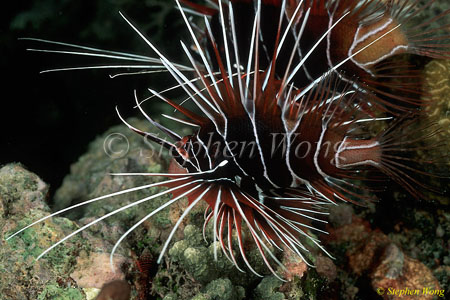 Scorpionfish, Lionfish, Radiata 03 080103