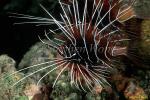 Scorpionfish, Lionfish, Radiata 03 080103