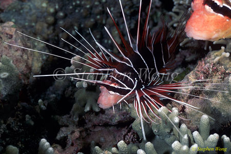 Scorpionfish, Lionfish, Radiata 04 080103