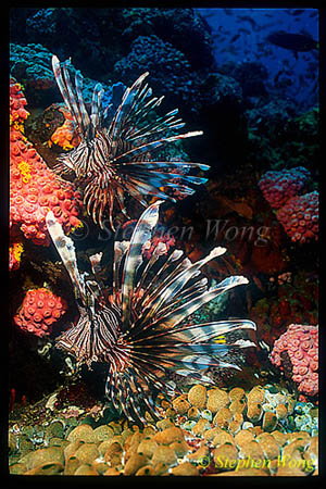 Scorpionfish, Lionfish, Volitans 01