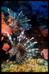 Scorpionfish, Lionfish, Volitans 01