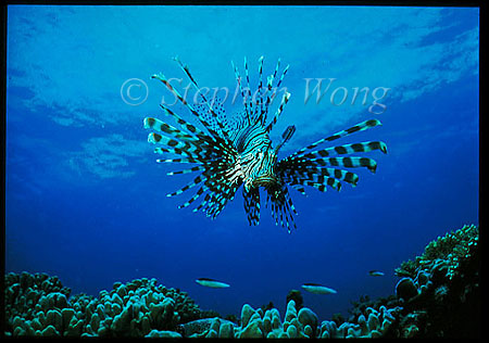 Scorpionfish, Lionfish, Volitans 02